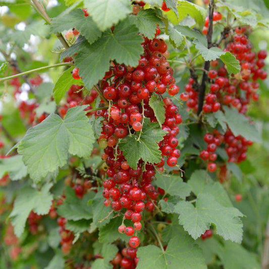 Porsebær (Ribes) i C3-varianter