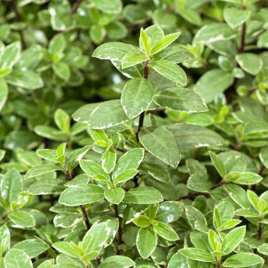 Silver Queen Verve pospornica 3 l