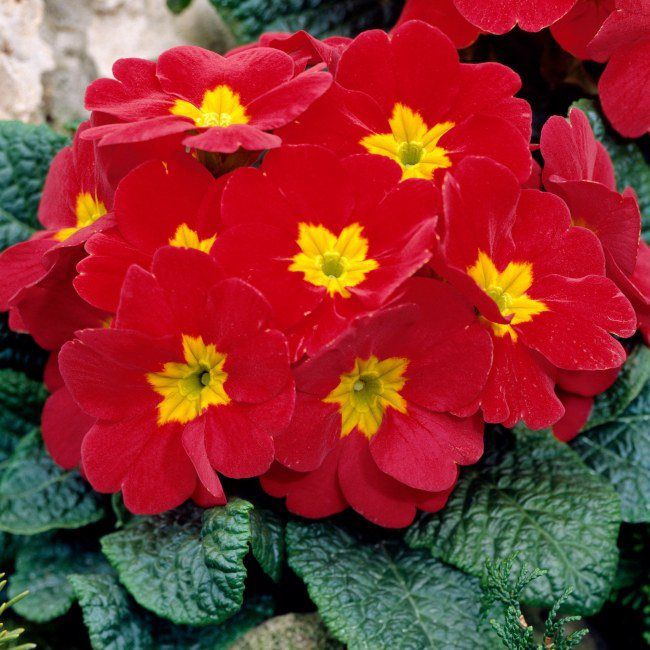 Prymula 10,5 cm