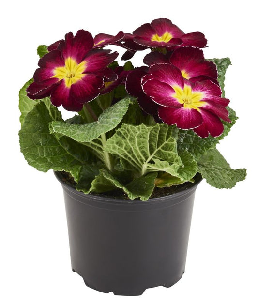 Prymula plante 10 cm