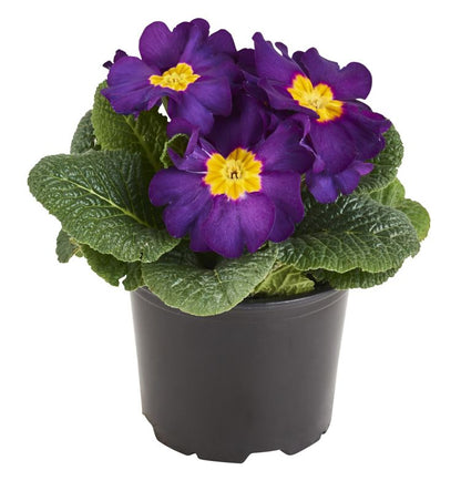 Prymula plante 10 cm