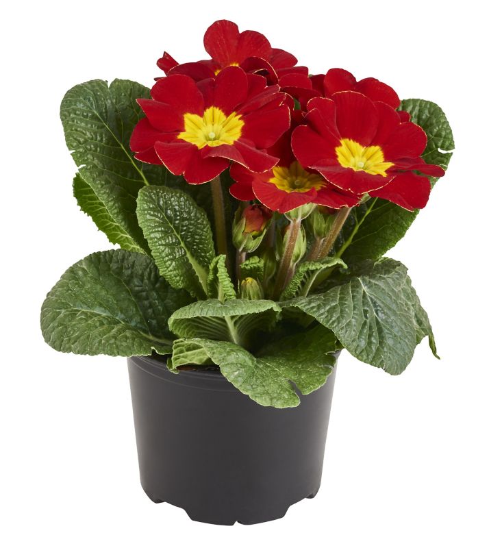 Prymula plante 10 cm