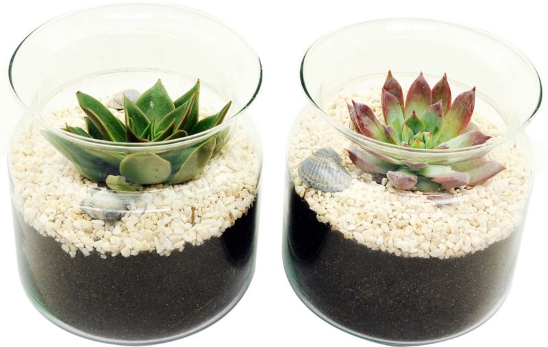 Plante i mellemstort glasglas