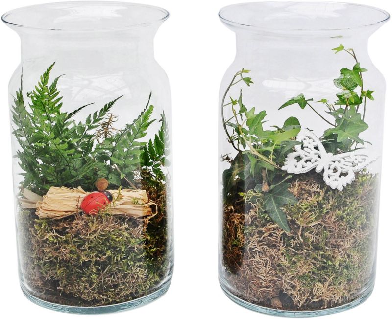 Plante i glasbeholder 1011