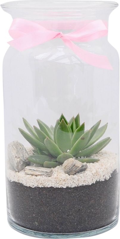 Plante i glasbeholder 1026