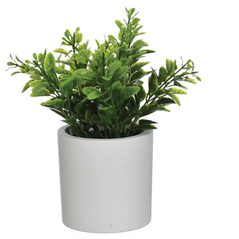 Jumi urteplante i grøn potte, 19 cm