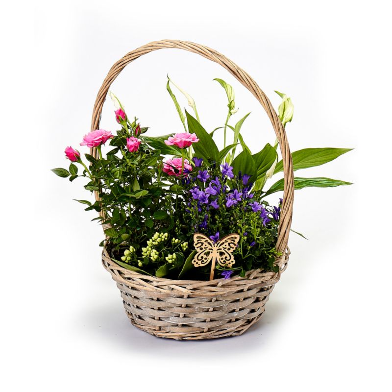 Plante-mix i kurv