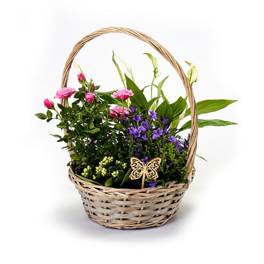 Plante-mix i kurv
