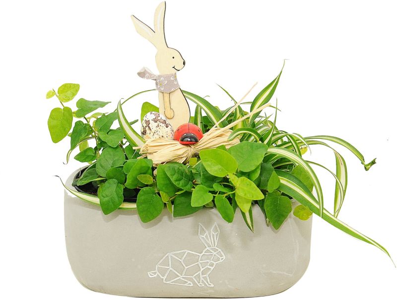 Mix af planter i betonpotte