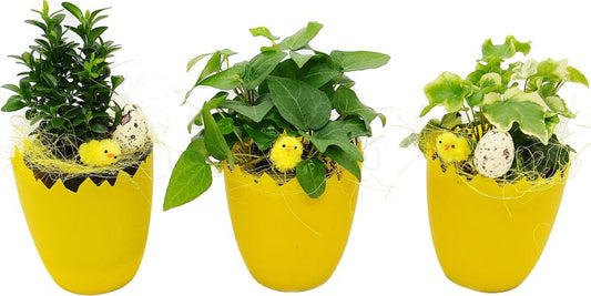 Mix af planter i 9 cm skalpotte