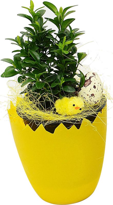 Mix af planter i 9 cm skalpotte