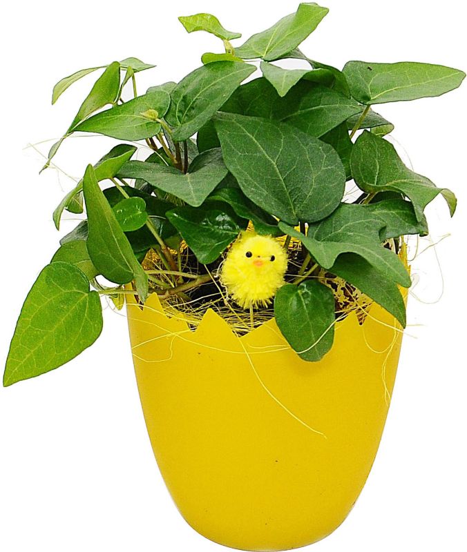 Mix af planter i 9 cm skalpotte
