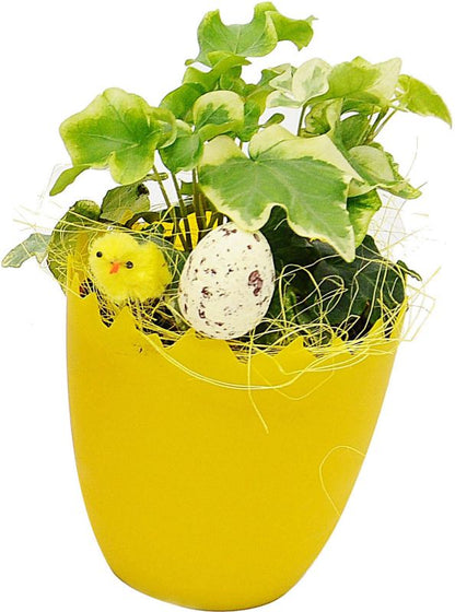 Mix af planter i 9 cm skalpotte