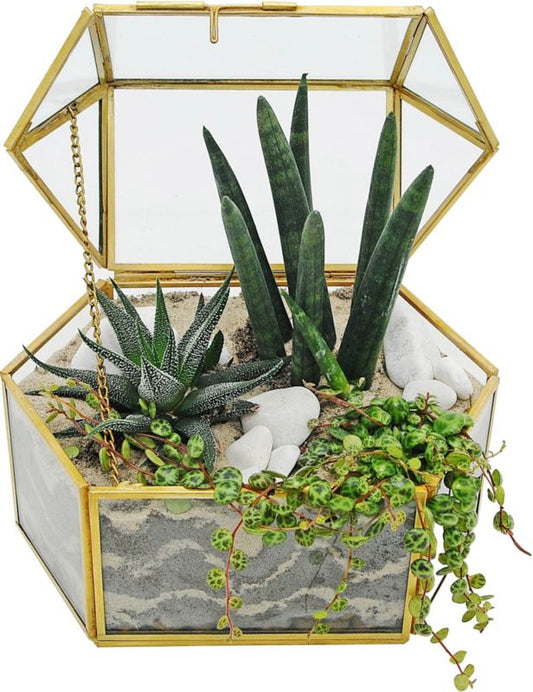 Plante-mix i terrarium-skrin