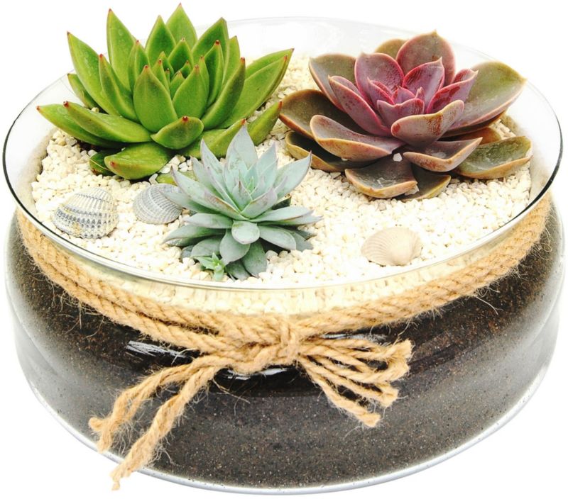 Planter i glasfad mix
