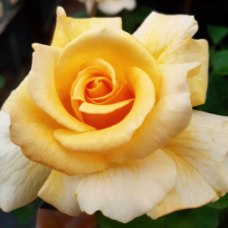 Rose Debbie Phillips 5 l