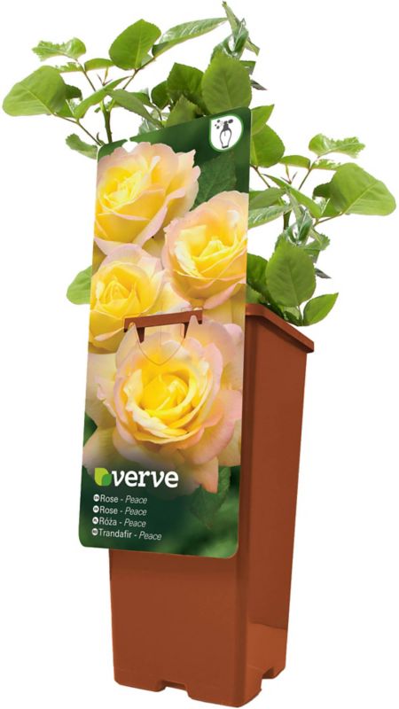 Buskrose Verve
