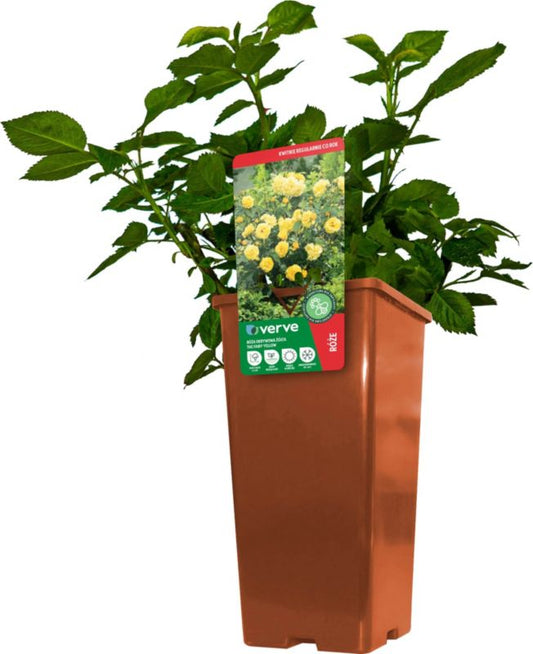 Patio rose Verve gul 3 l