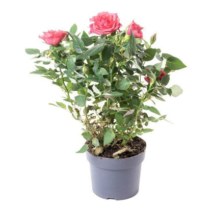 Klatrerose Sweet Syrie Verve 5 l