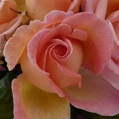 Klatrerose Sweet Syrie Verve 5 l