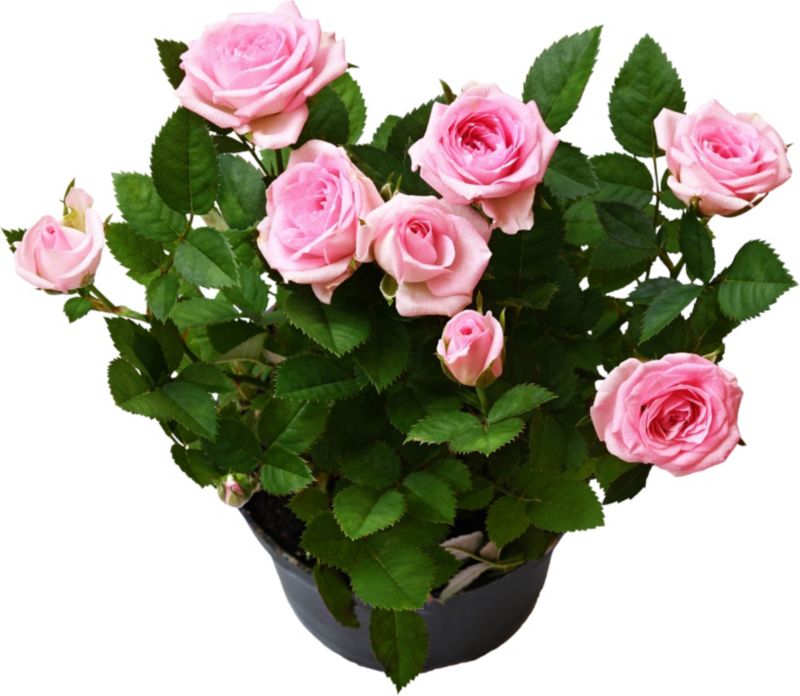 Klatrerose Sweet Syrie Verve 5 l