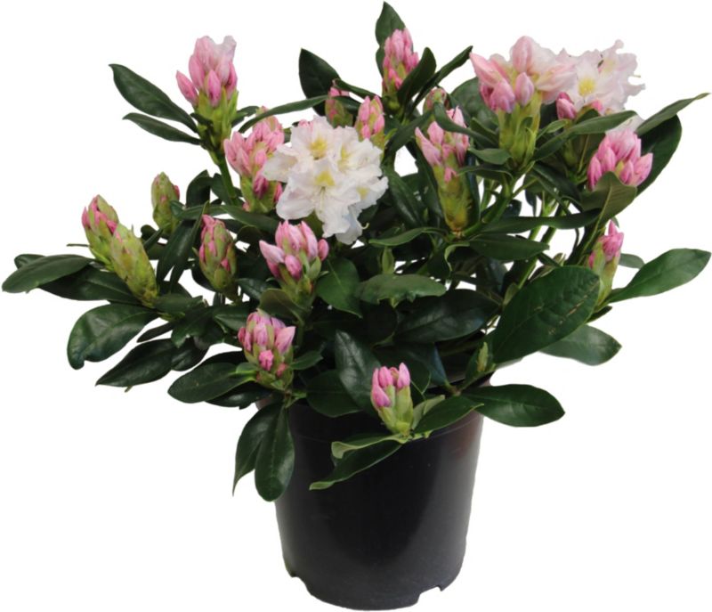 Hvid rhododendron Verve 7,5 l