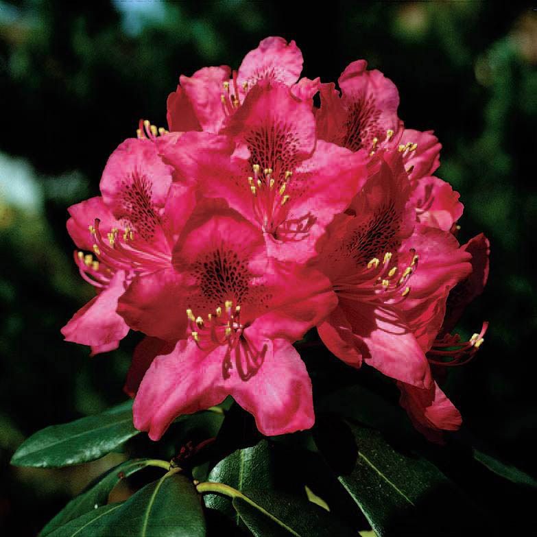 Rød Rhododendron Verve 7,5 l