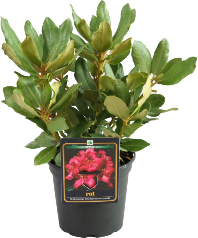 Rød Rhododendron Verve 7,5 l