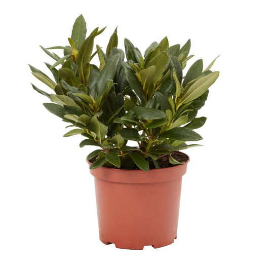 GoodHome hvid rhododendron 5 l