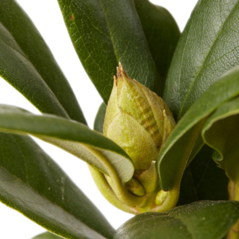 GoodHome hvid rhododendron 5 l