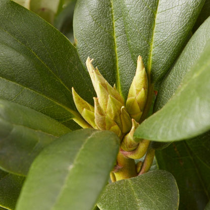 GoodHome hvid rhododendron 5 l