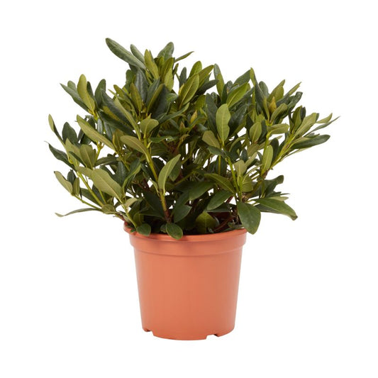 GoodHome hvid rhododendron 7,5 l
