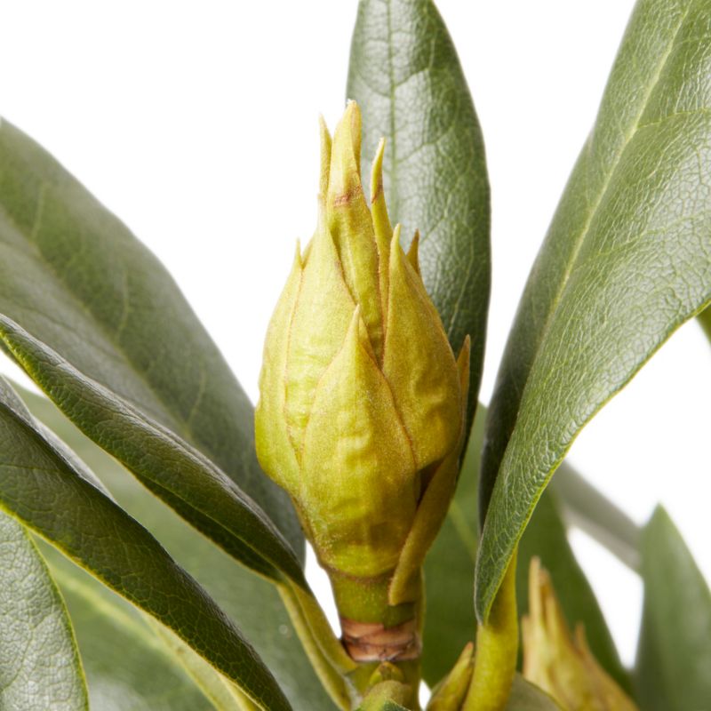 GoodHome hvid rhododendron 7,5 l