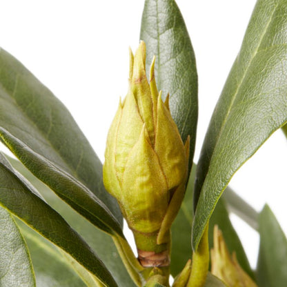 GoodHome hvid rhododendron 7,5 l