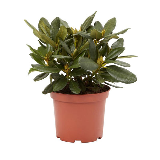 GoodHome rød rhododendron 5 l