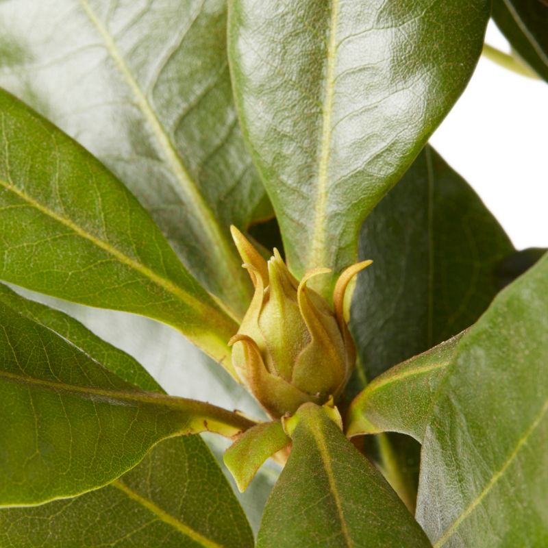 GoodHome rød rhododendron 5 l