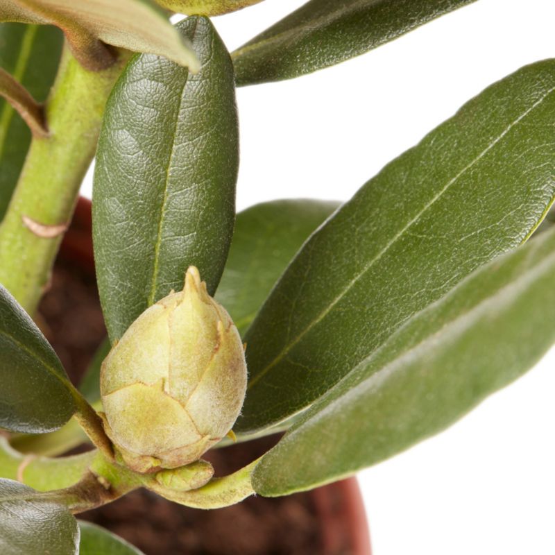 GoodHome rød rhododendron 5 l