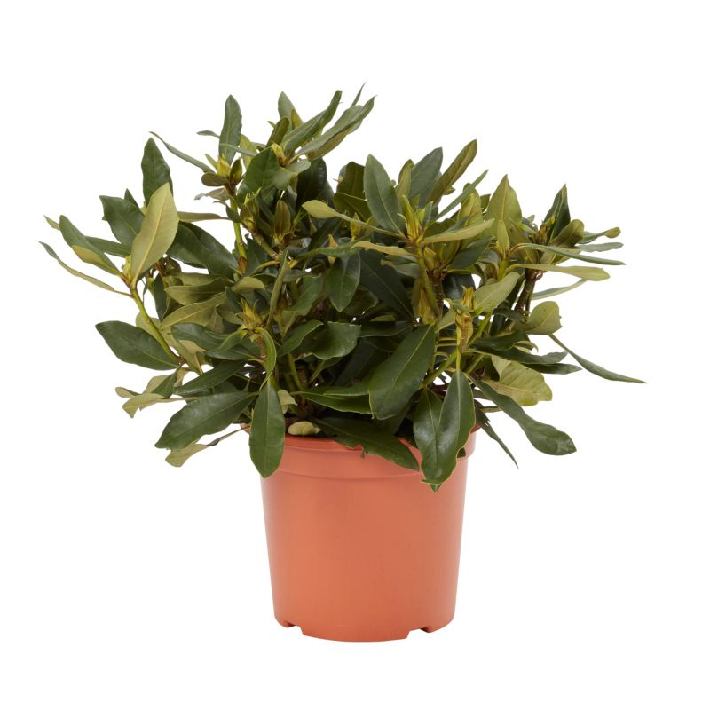 GoodHome rød rhododendron 7,5 l