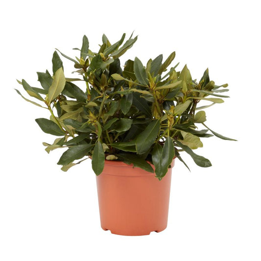 GoodHome rød rhododendron 7,5 l