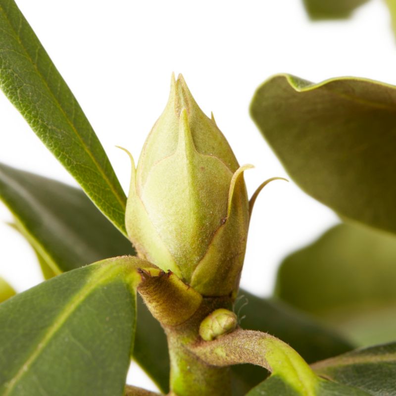 GoodHome rød rhododendron 7,5 l