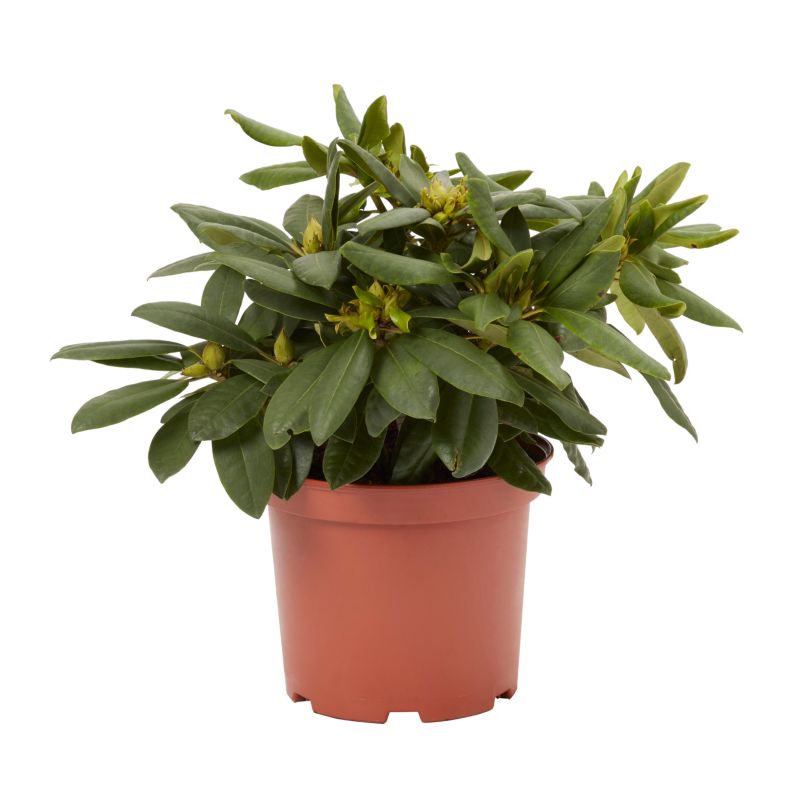GoodHome fuchsia rhododendron 5 l