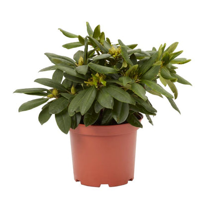 GoodHome fuchsia rhododendron 5 l