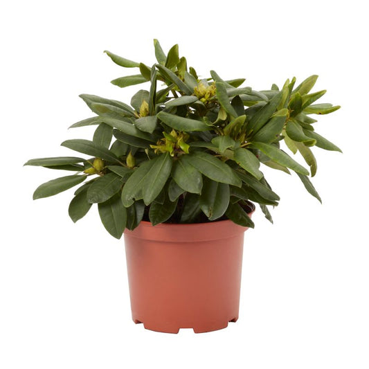 GoodHome fuchsia rhododendron 5 l