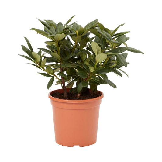 GoodHome fuchsia rhododendron 7,5 l