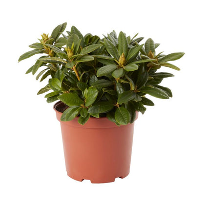 GoodHome rhododendron pink 5 l
