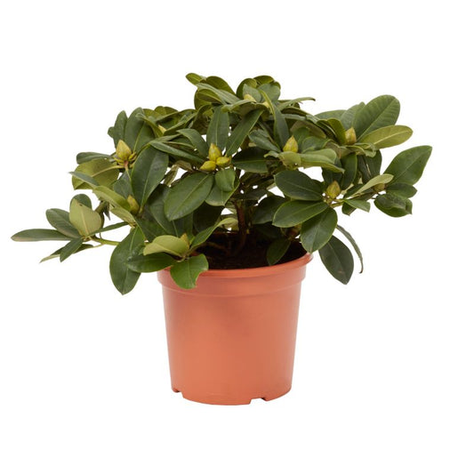 GoodHome azalea pink 7,5 l