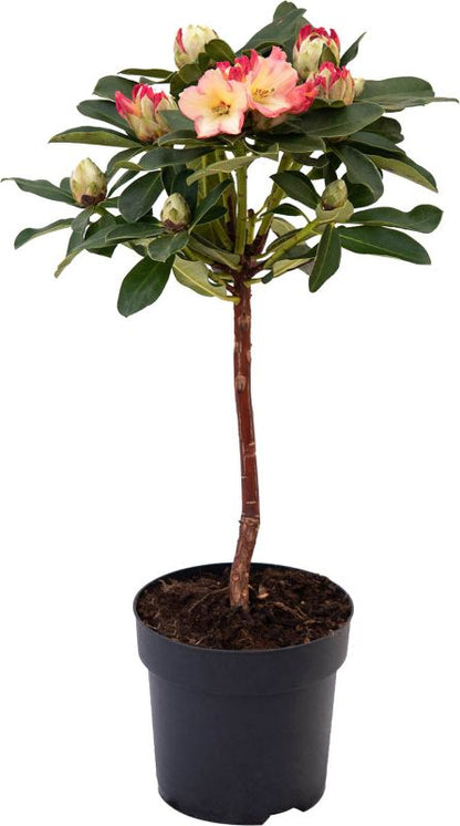 Verve stammede rhododendron 7,5 l