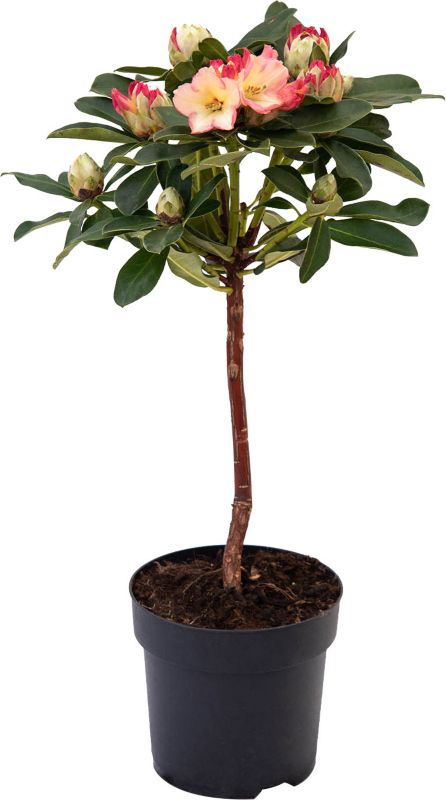 Verve stammede rhododendron 7,5 l