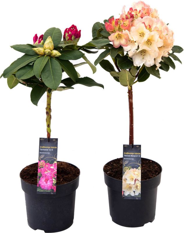 Verve stammede rhododendron 7,5 l