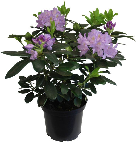 Rhododendron purpur Verve 5 l